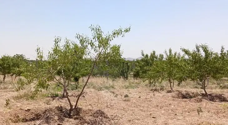باغ بادام شوراب صغیر سامان