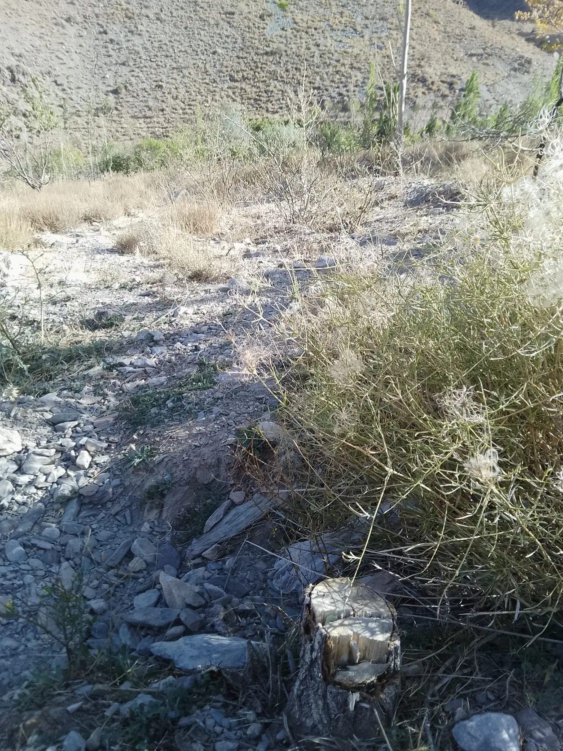 باغ فروشی سیرچ