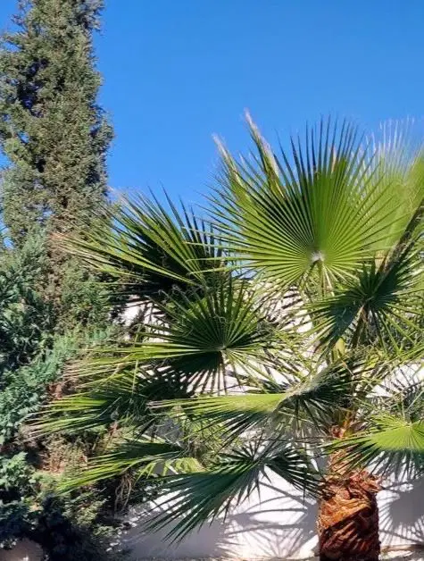 باغ جابان ۸۰۰ و ۴۰۰ متر