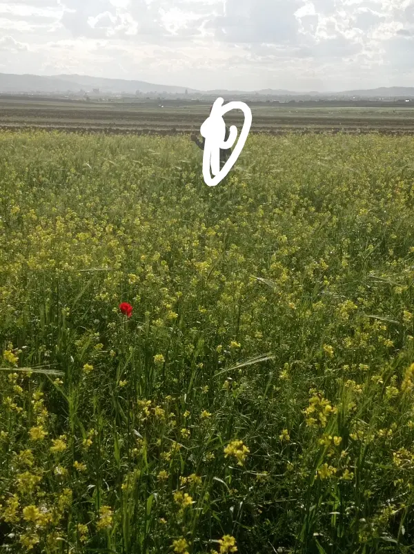 زمین دیم سیلبید علیا 8هزارمتر