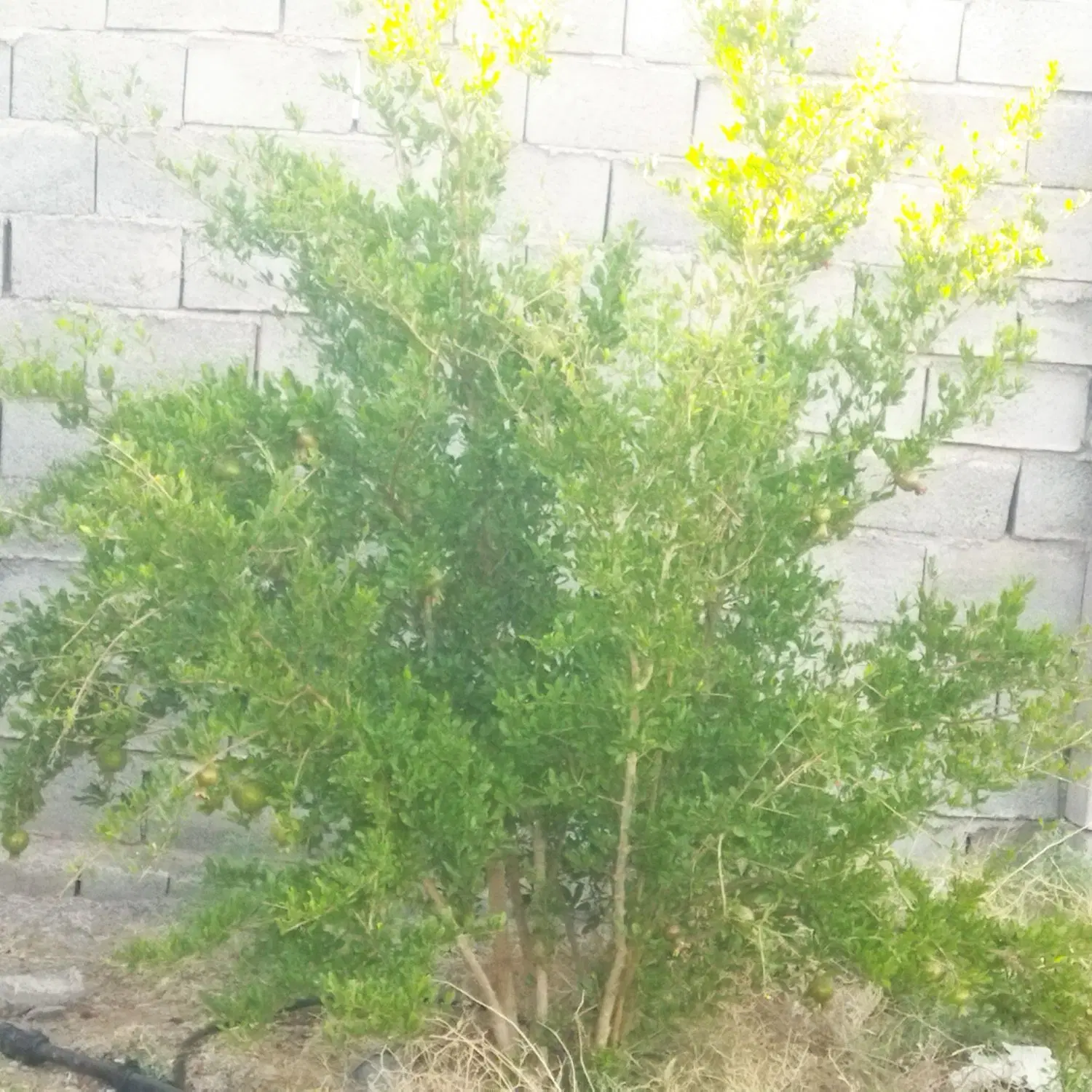 فروش باغ اوراف