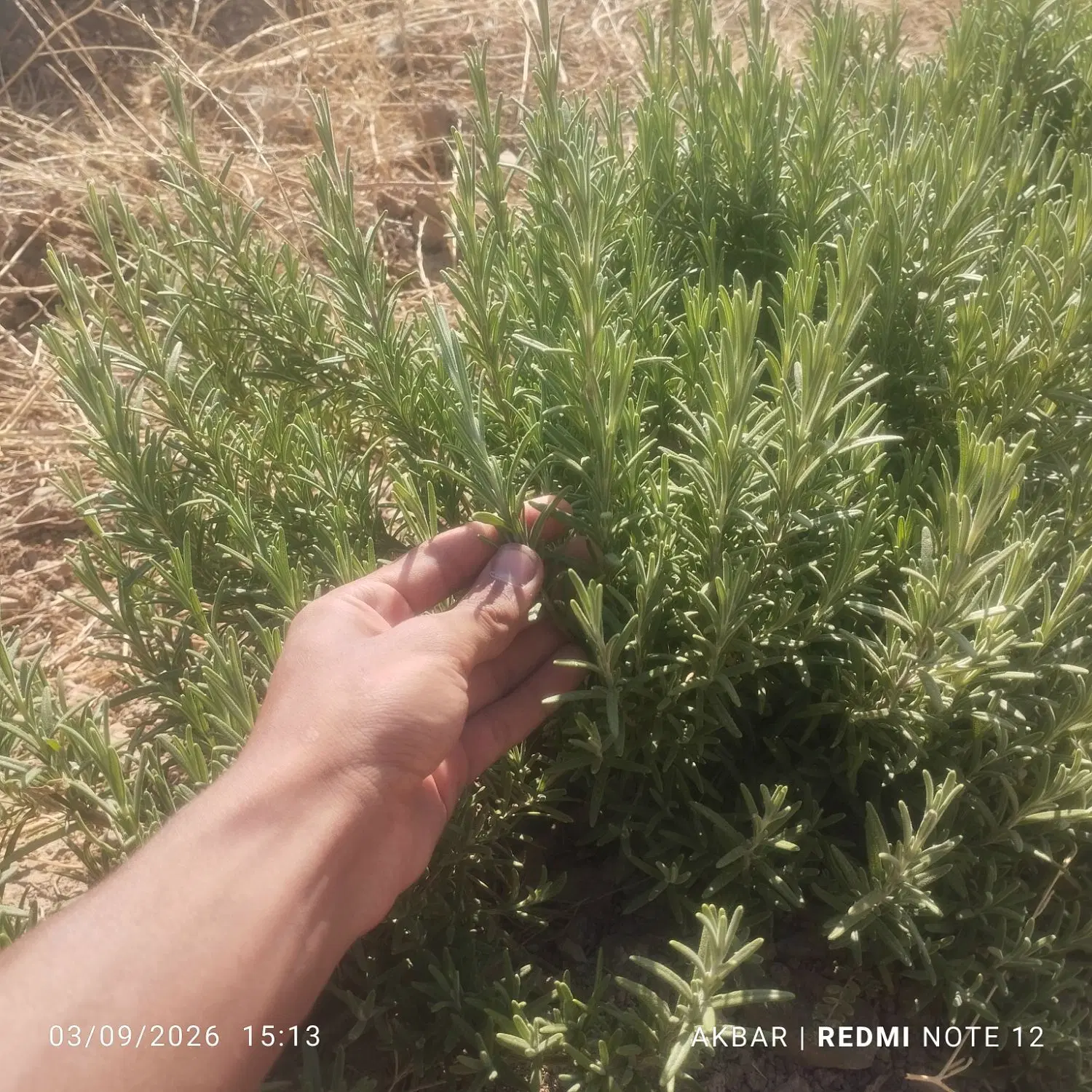 نیازمند زمین اجاره ای یا شراکتی جهت کشت رزماری