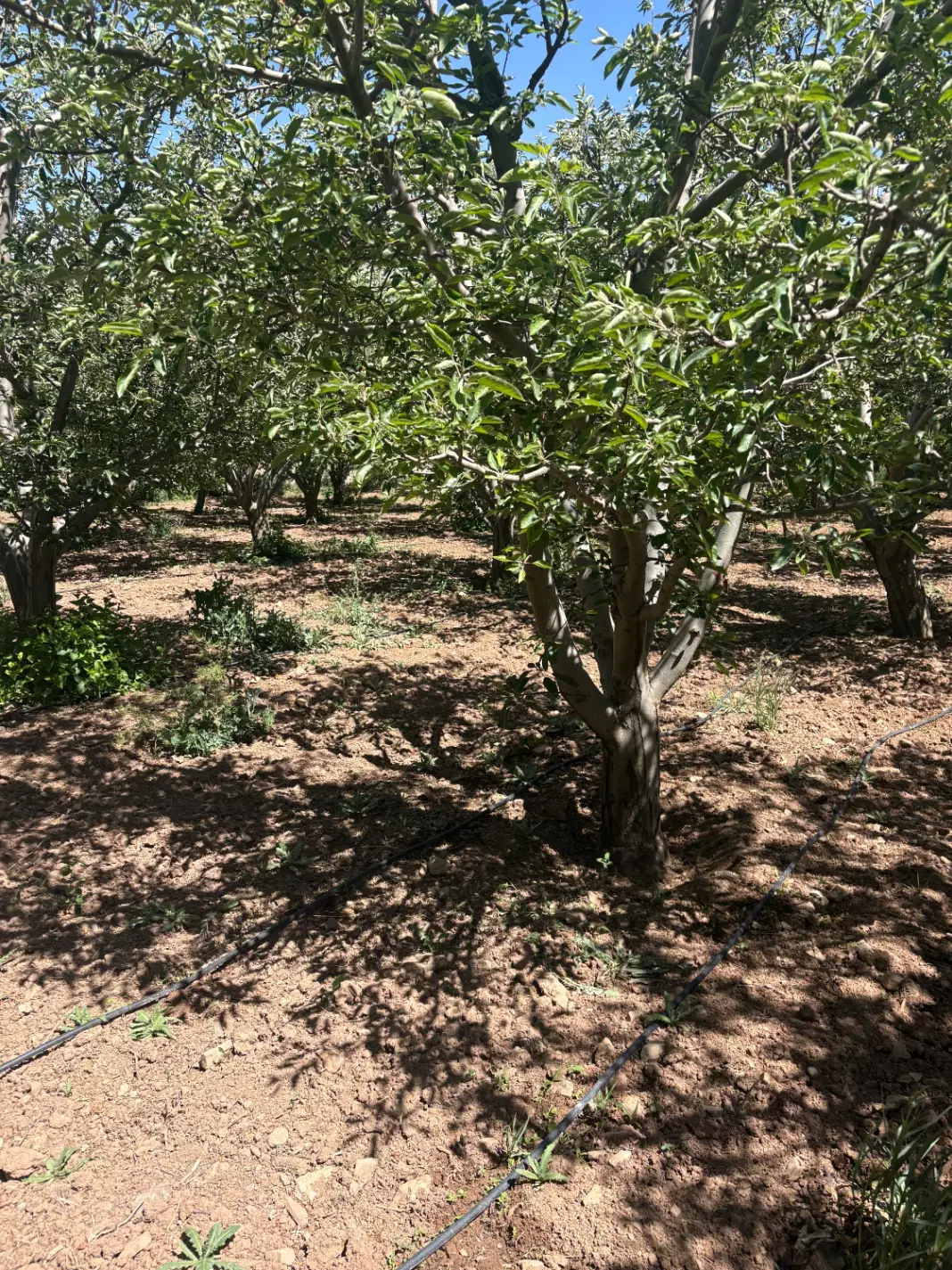باغ باغچه قطعات۲۰۰الی۹۰۰متر بدون اکس جابان