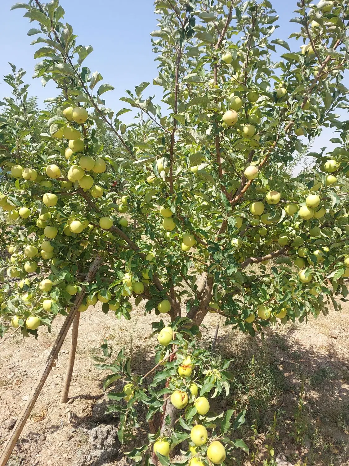 باغ ویلا