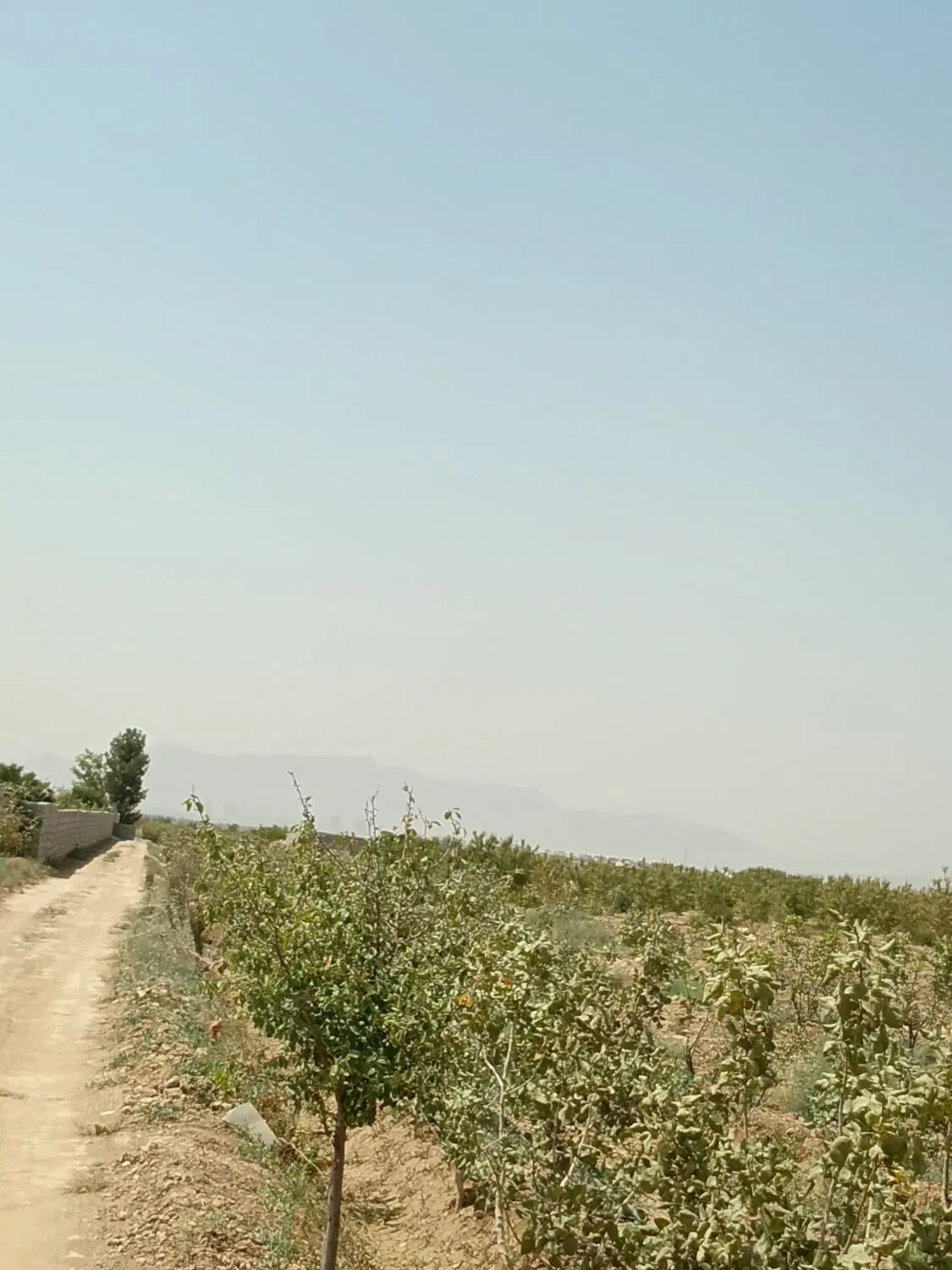 باغ پسته