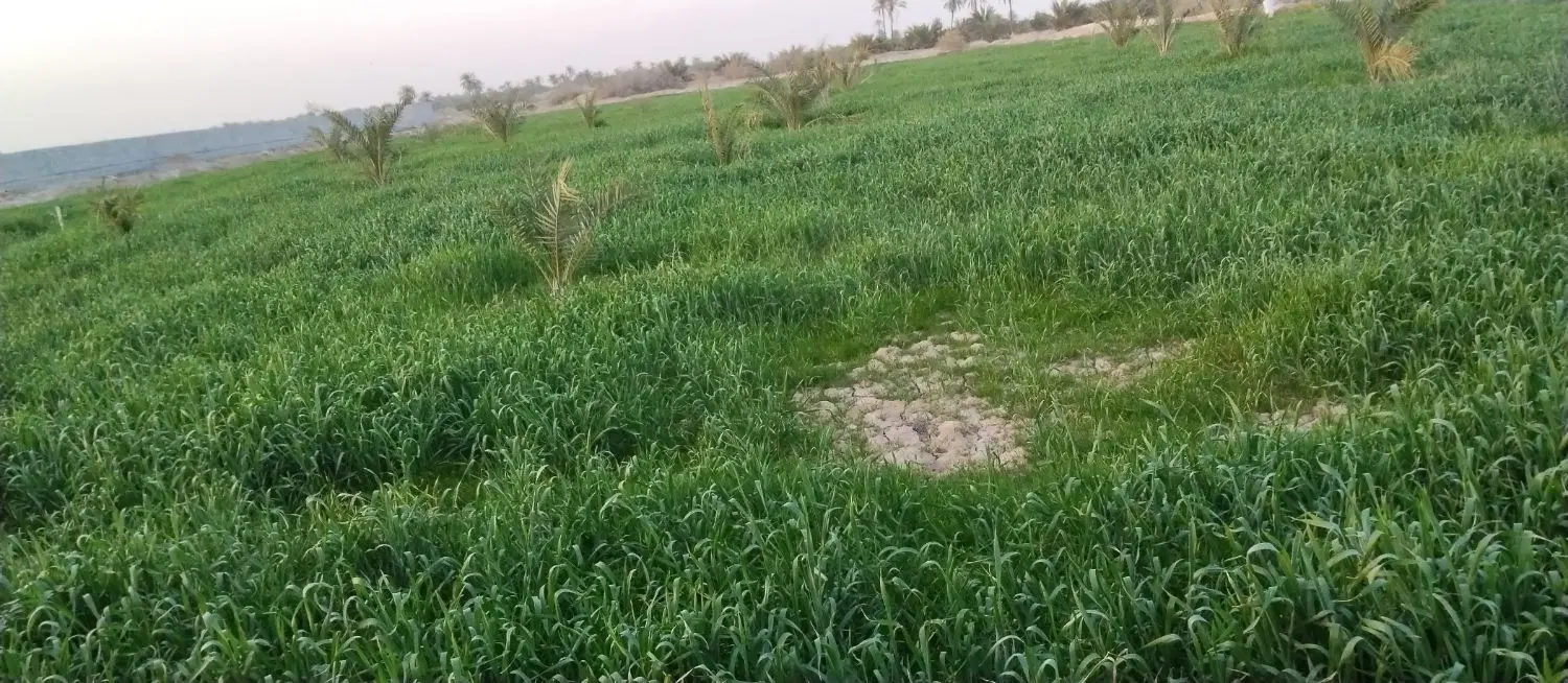 فروش زمین