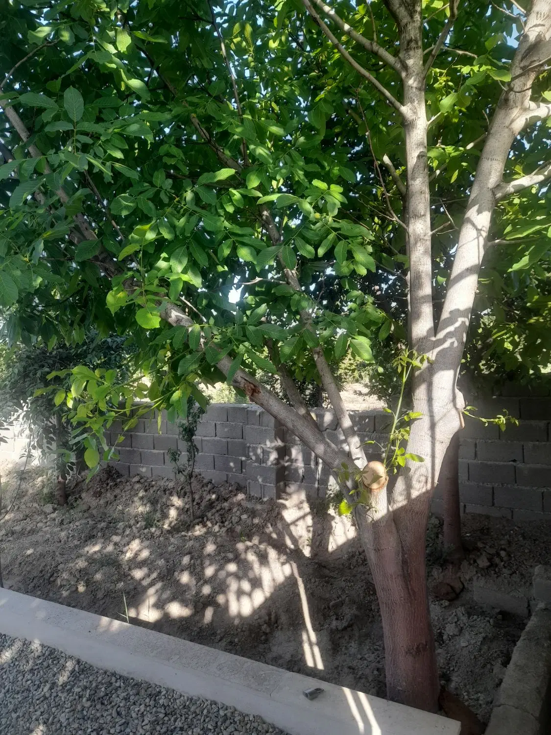باغ