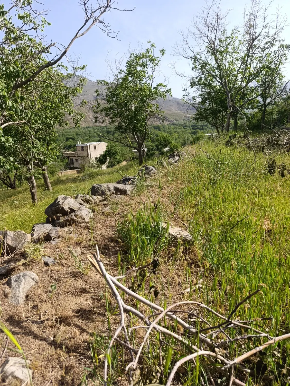 زمین باغی در منطقه امامزاده کوه