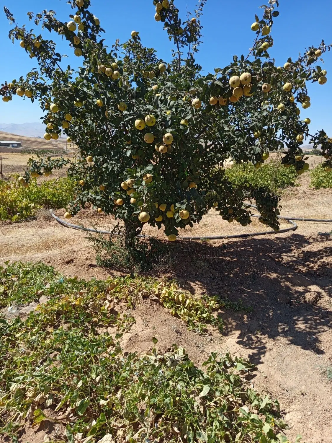 زمین مخصوص باغ