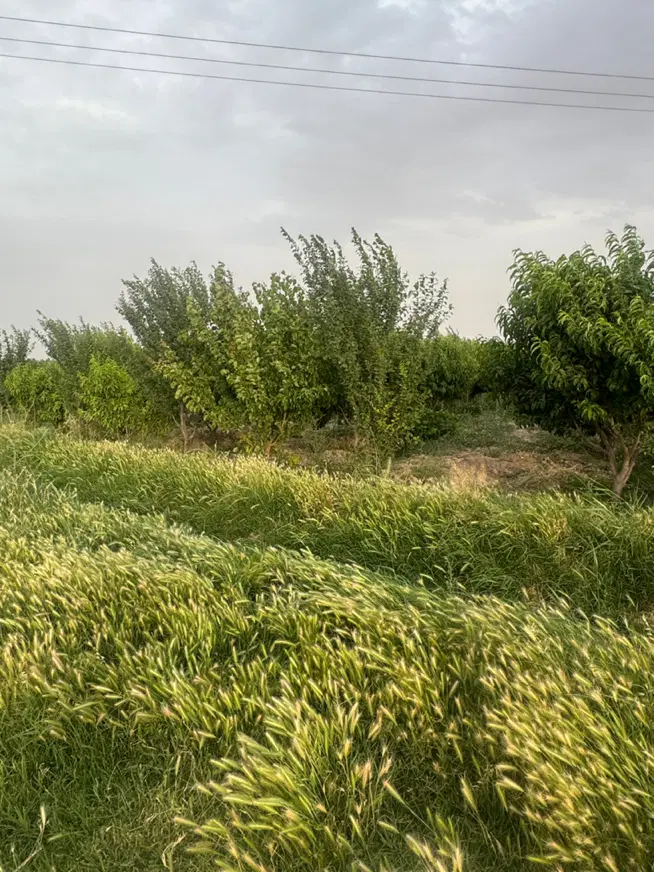 باغچه 2000 متری