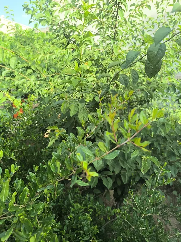 باغ ویلا