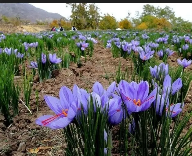 زمین کشاورزی کشت زعفران روستا سراب پرده چاهی