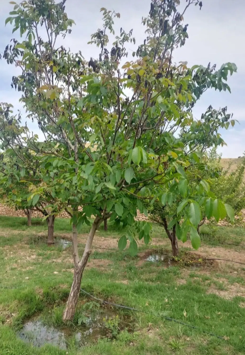 باغچه