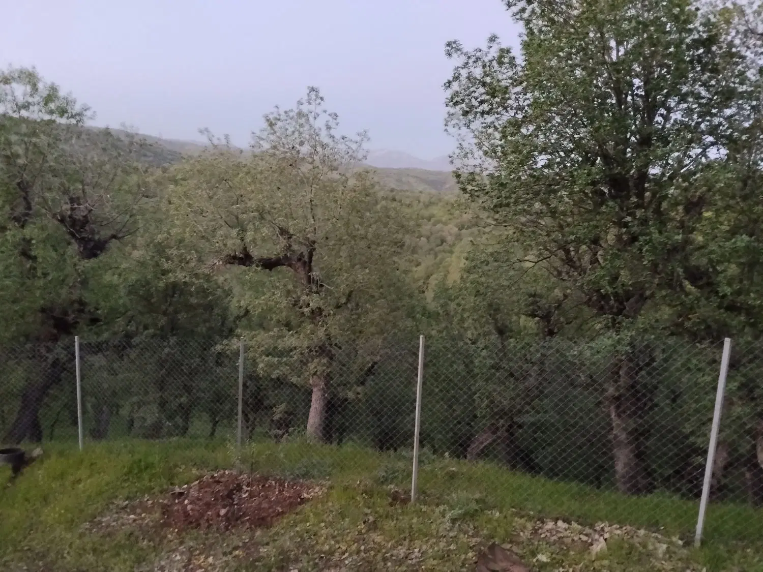 ۱۸۷ متر زمین سند دار بافت فرسوده بانه