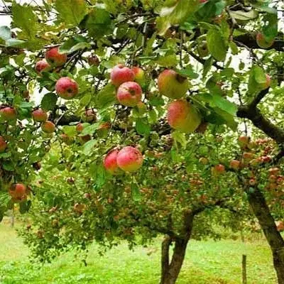 باغچه و مغازه