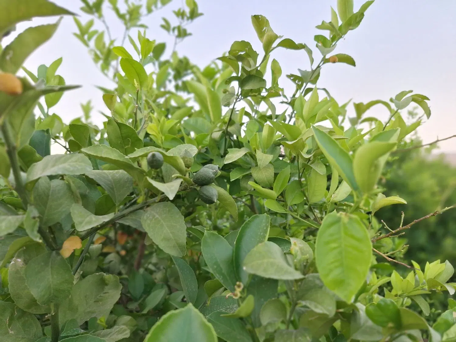 فروش باغ میوه