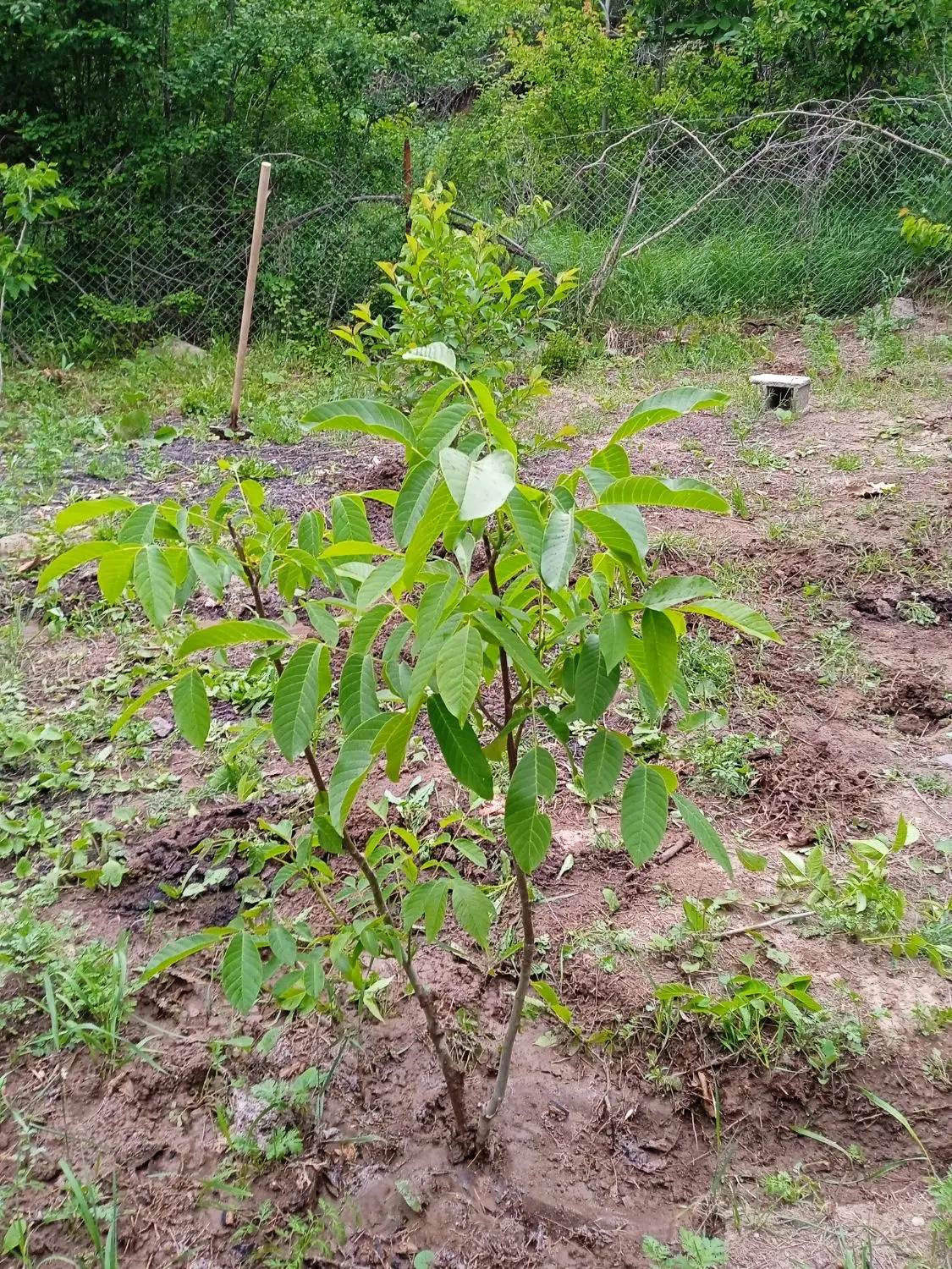 باغ جاده تنکابن روستای زرجه بستان