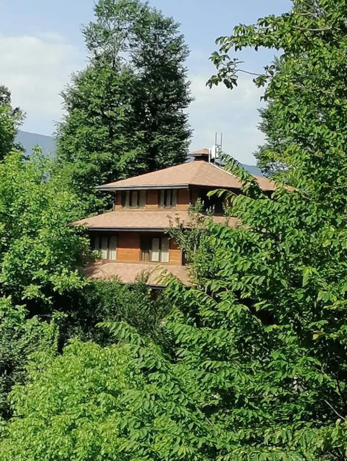جزیره جنگلی