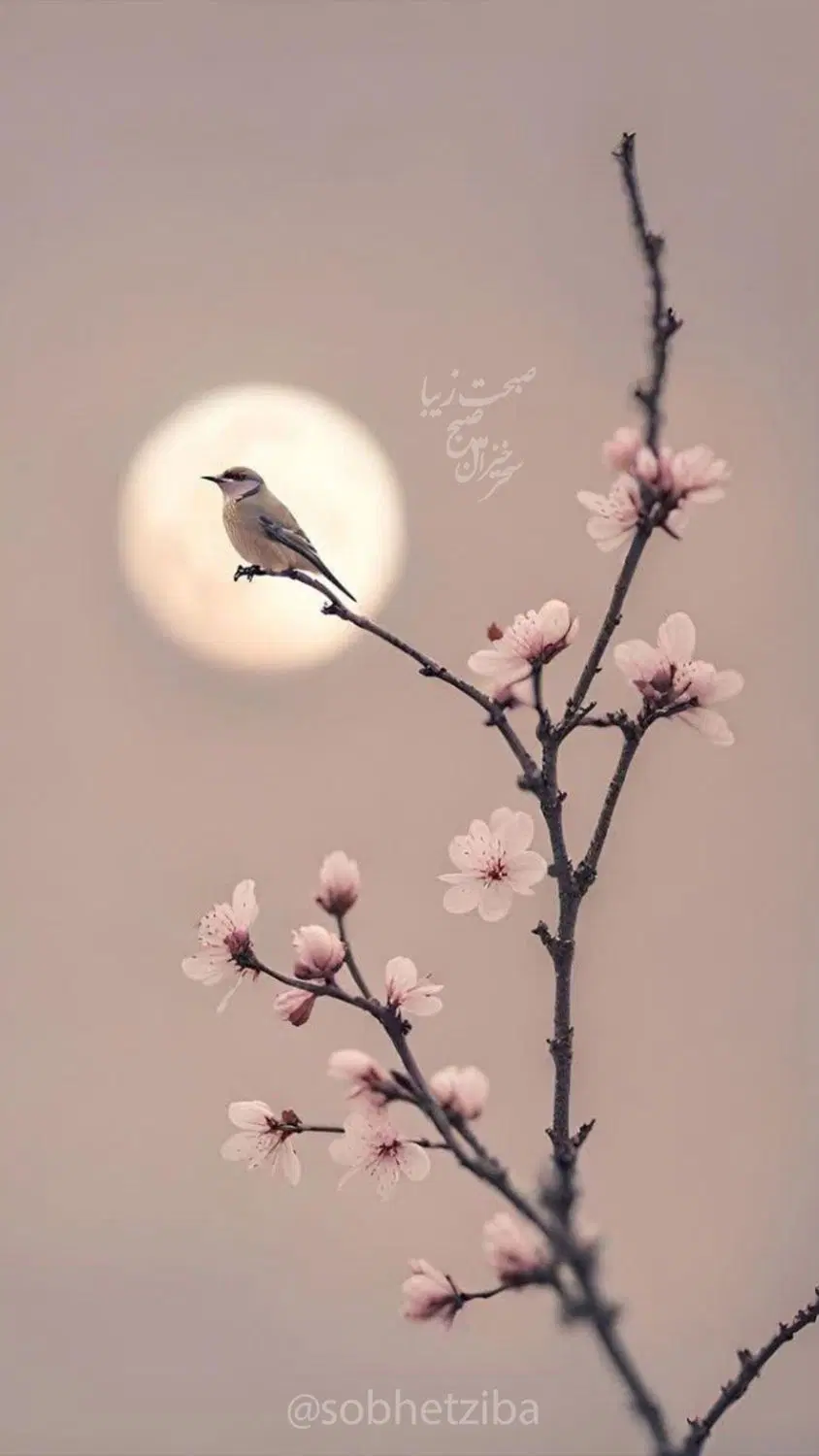 نانوای بربری