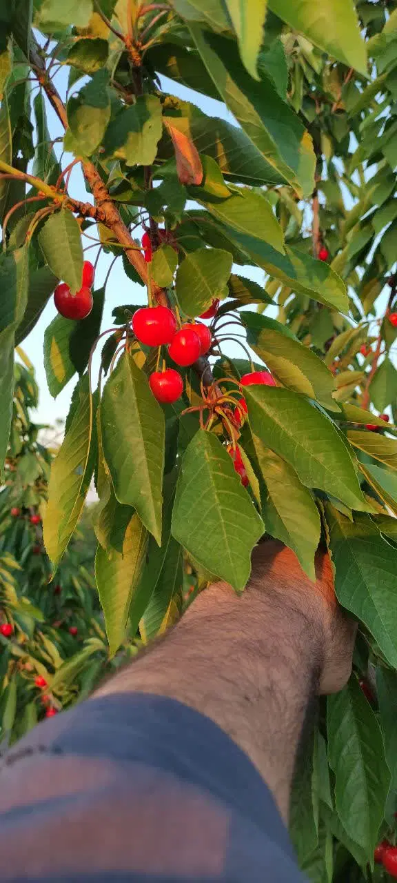 باغ گیلاس و آلبالو دارای چاه موتور