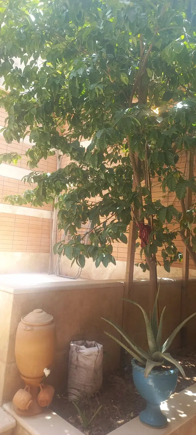 تک واحدی دو قدمی دانش