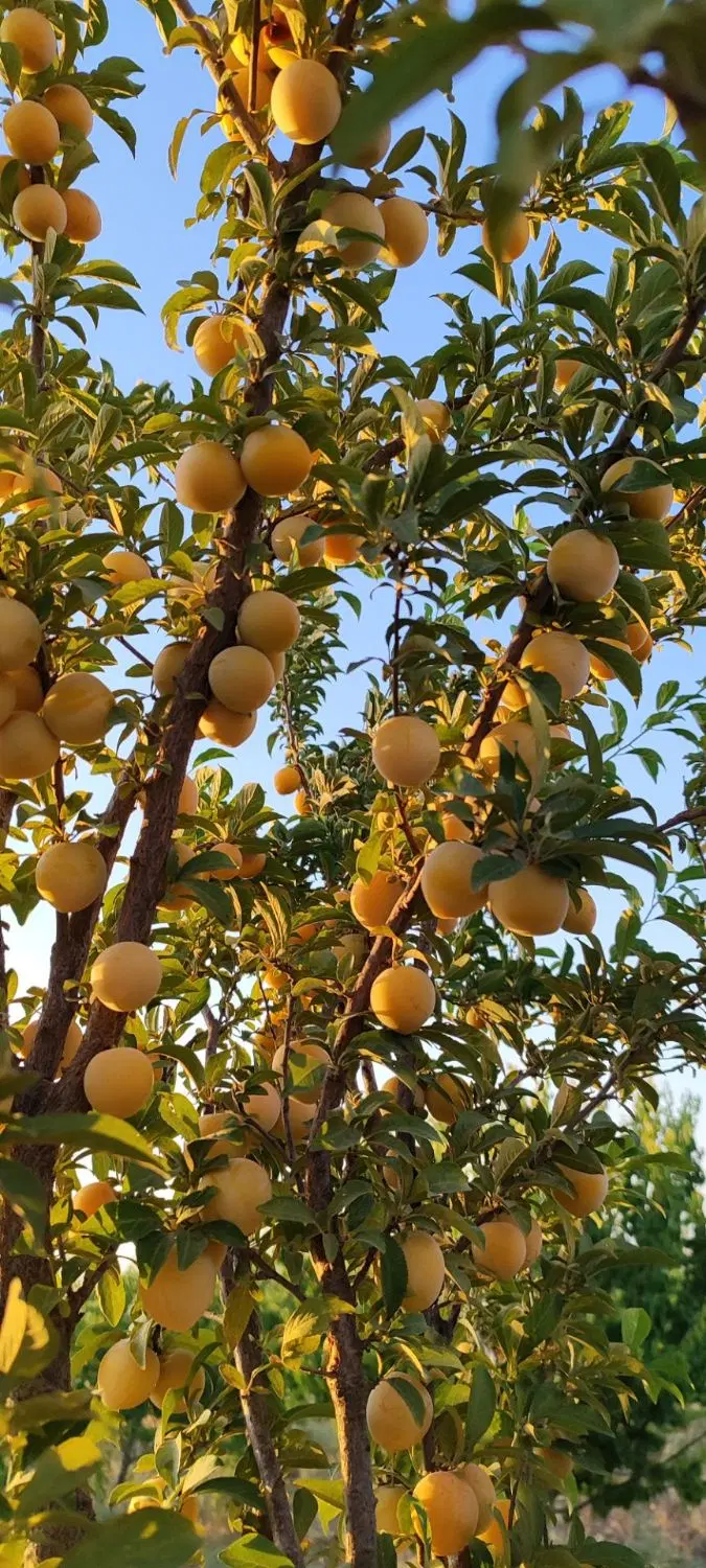 باغ و زمین