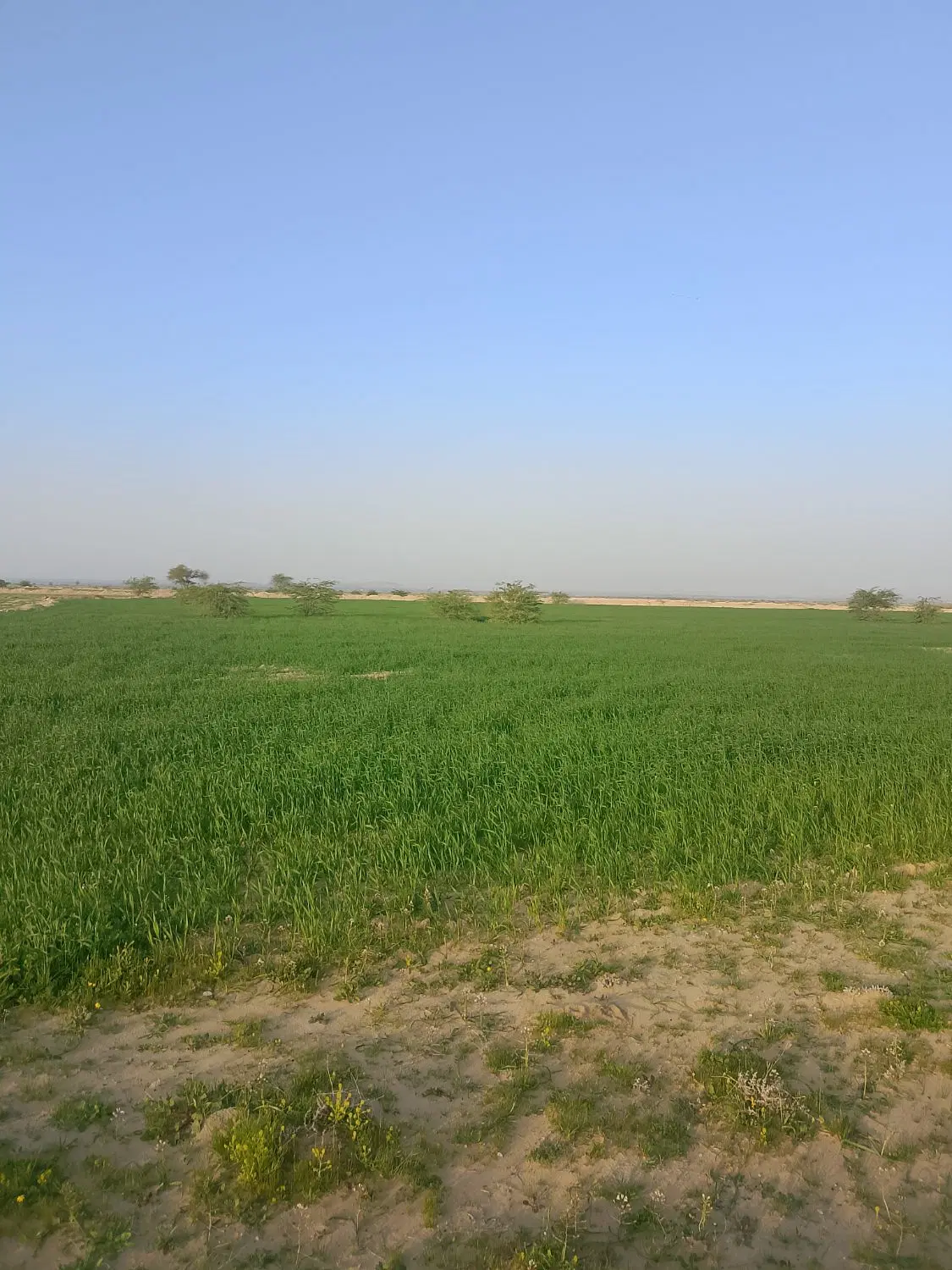 زمین فروشی