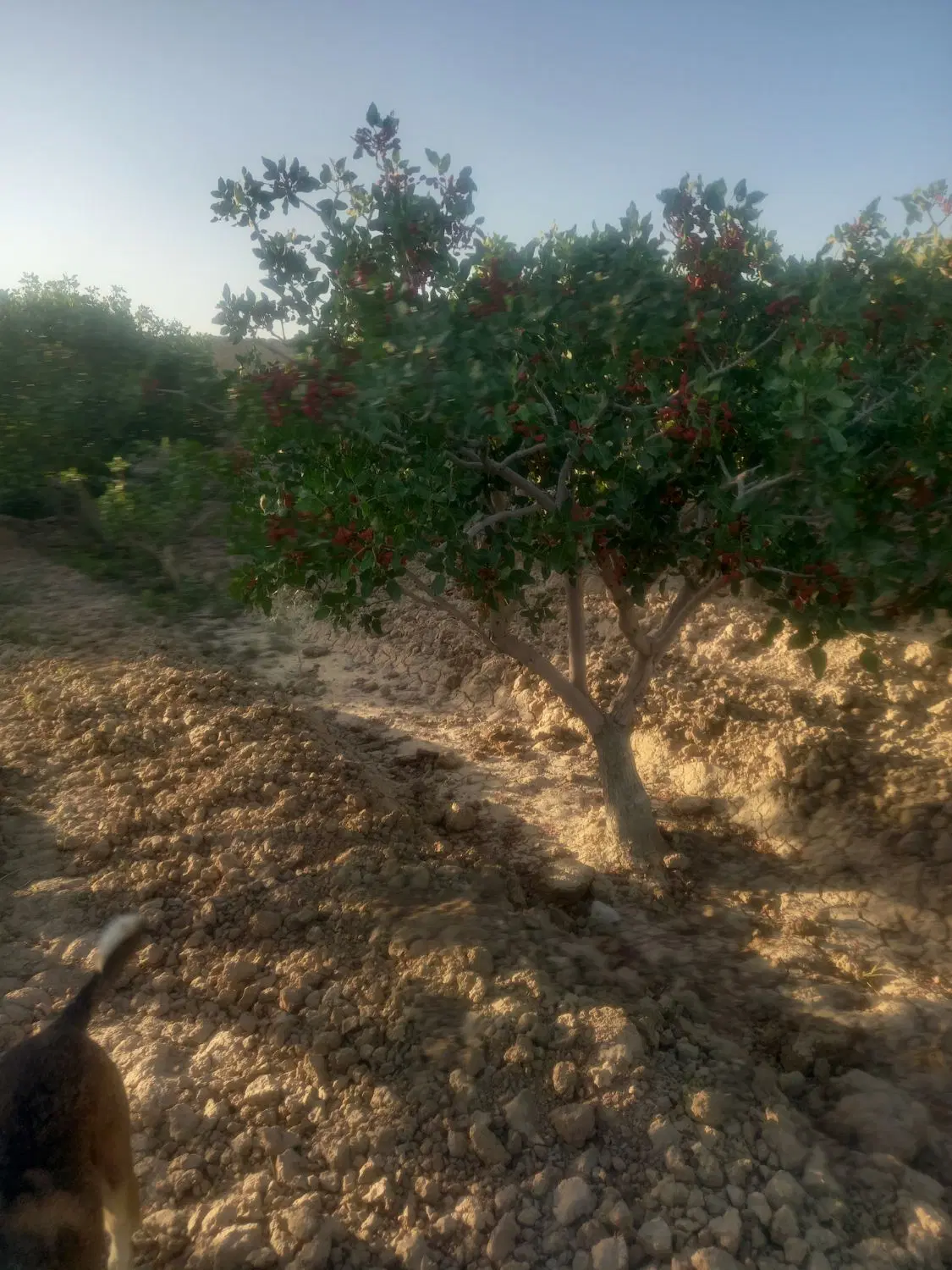 فروش باغ پسته