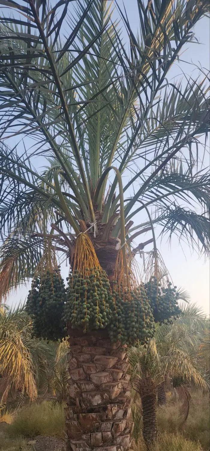 باغ فروشی بروات