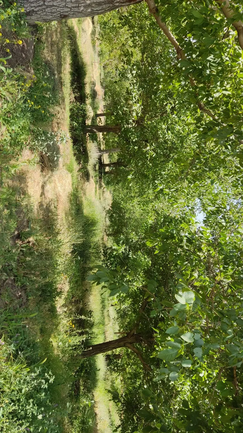 زمین در روستای ورکانه