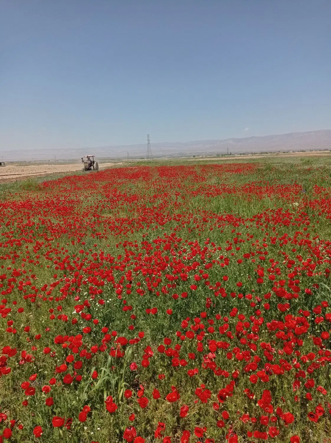 ۱۵ هکتار زمین کشاورزی