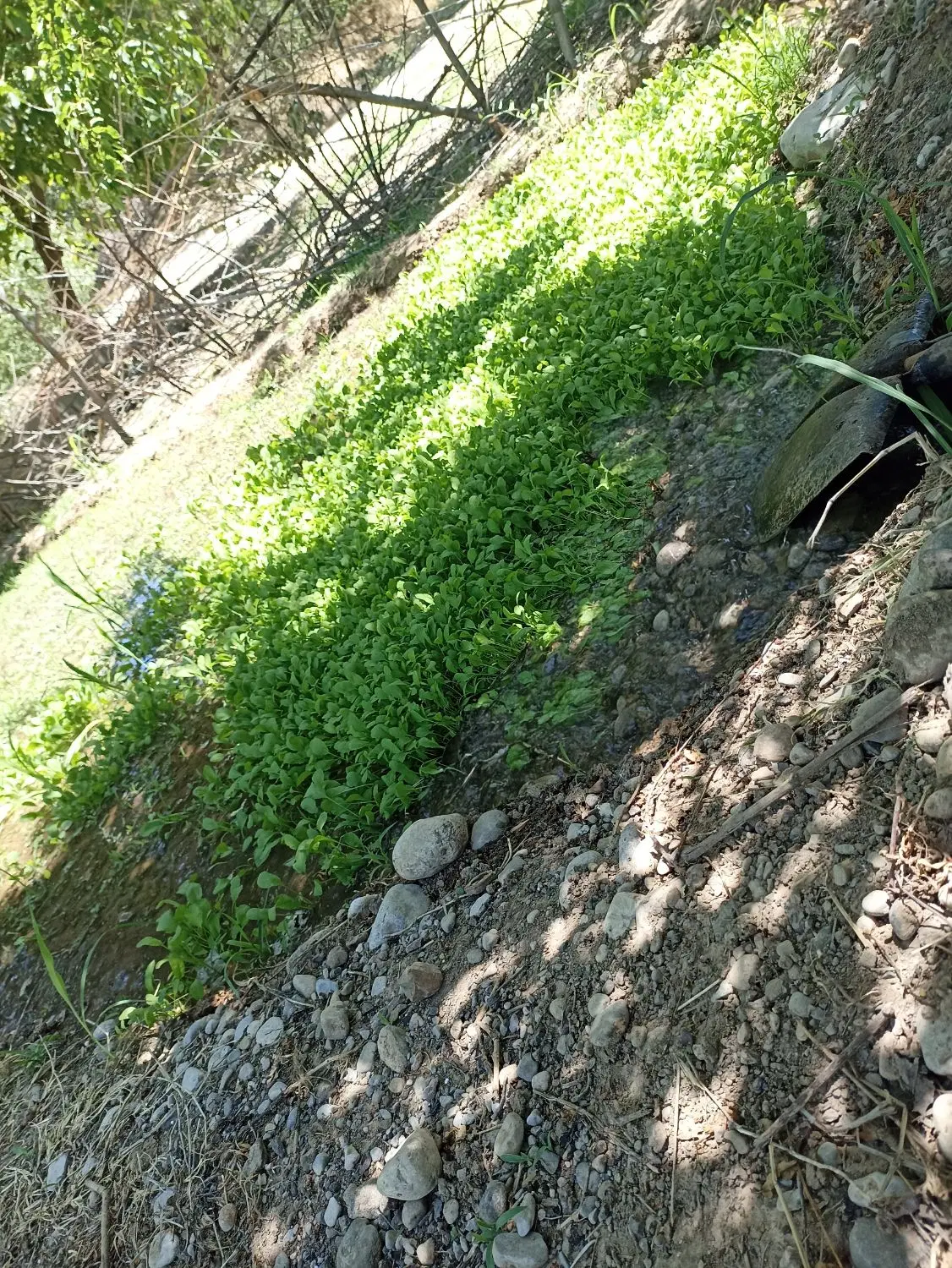 زمین چشمه برقی