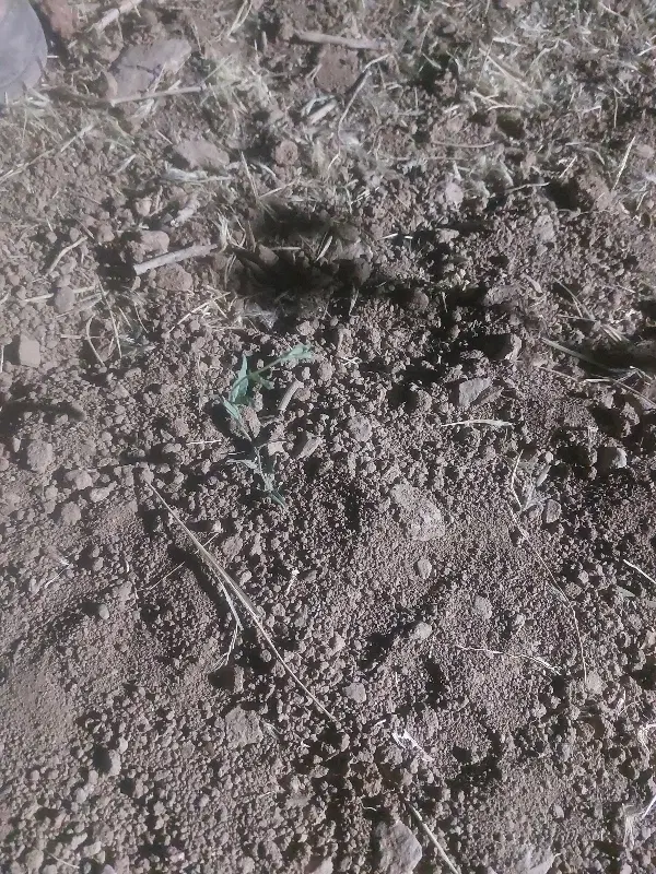 زمین باغی جاده میقان