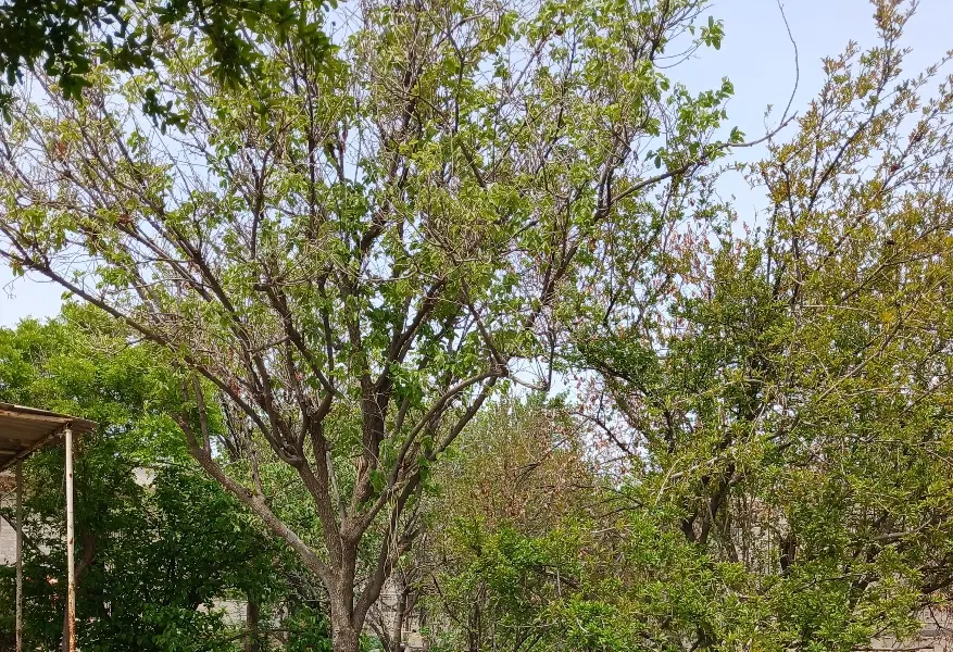 زمین خادم آبادشهریار