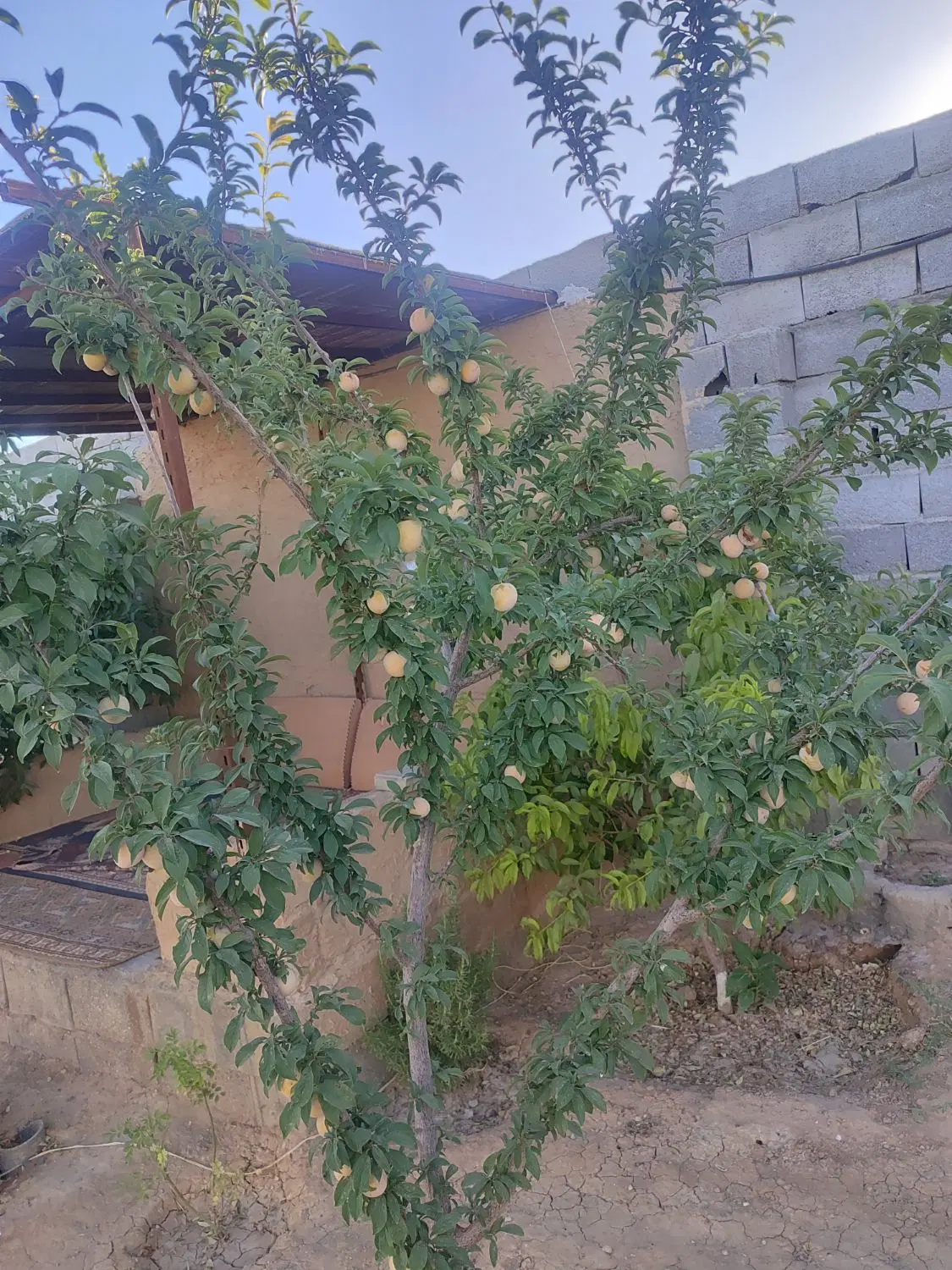 باغ نقلی و زیبا