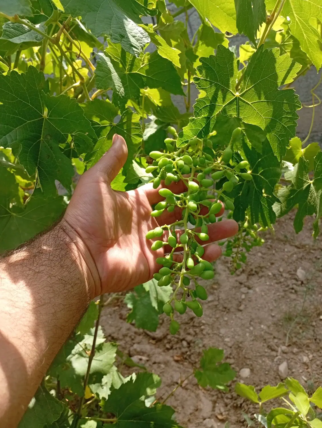فروش باغ دراسپیران کوی آراز