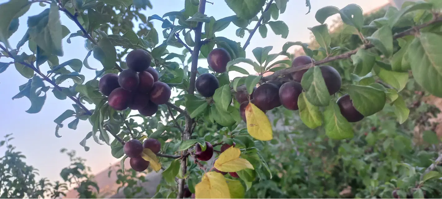 باغ خالد آباد لوکس تکمیل فروش و معاوضه