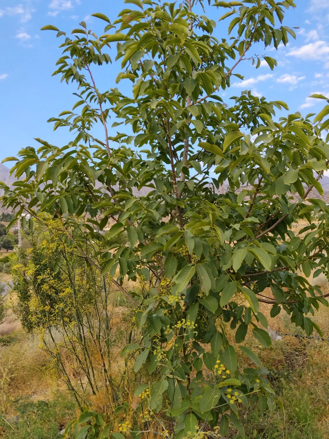 زمین معاوزه با خودرو