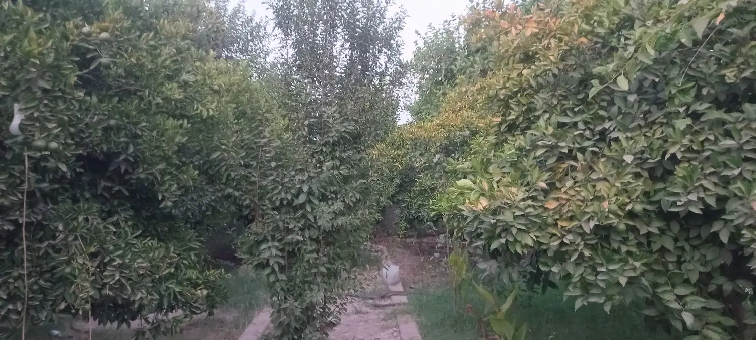 فروش باغچه ۵۰۰متری تپه باستانی کوچه نخل