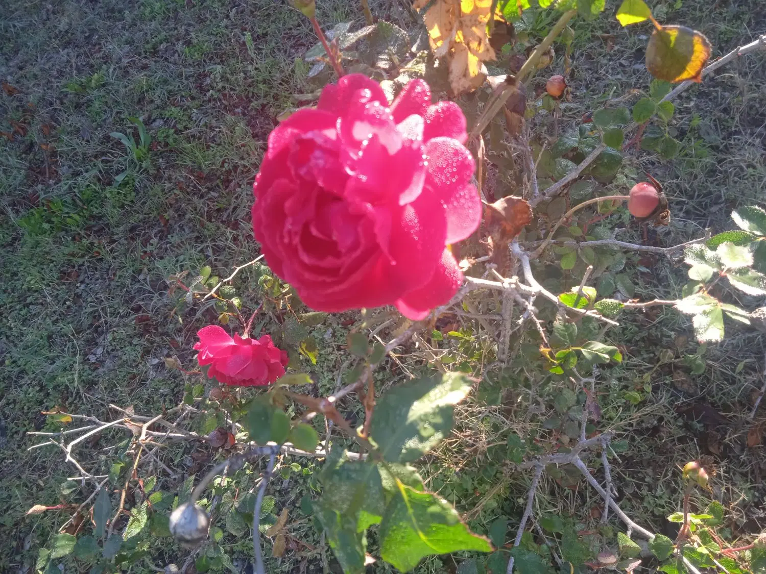 باغ دره تخت
