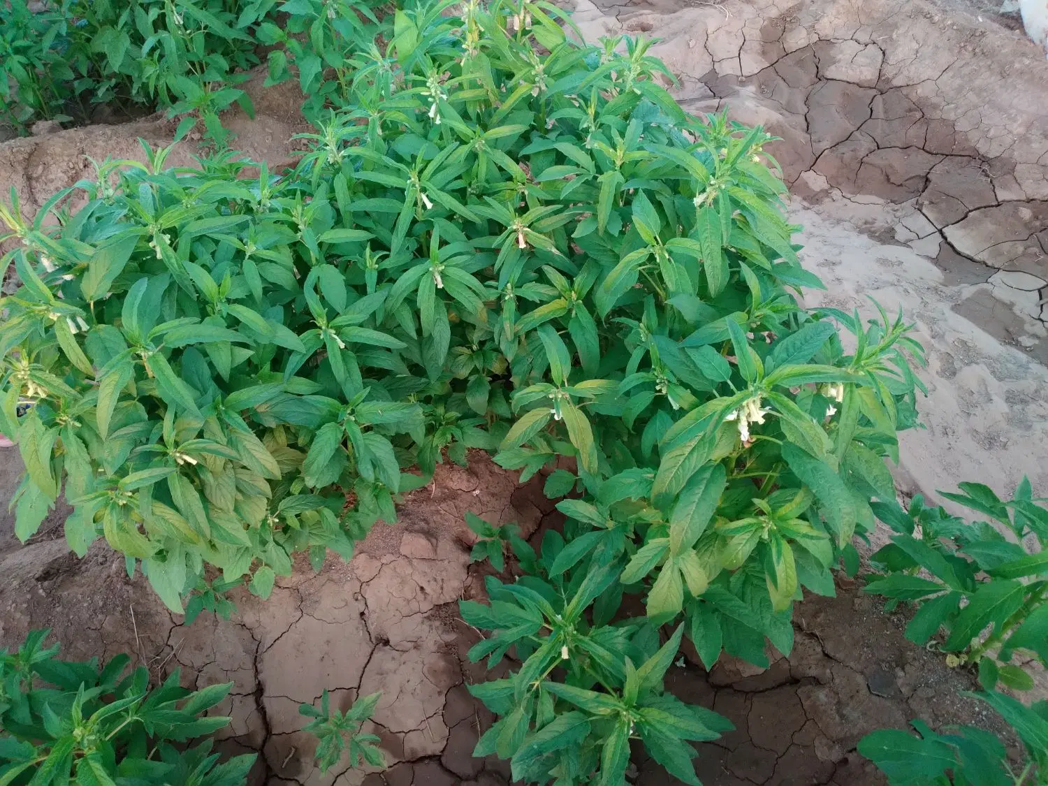 فروش ملک