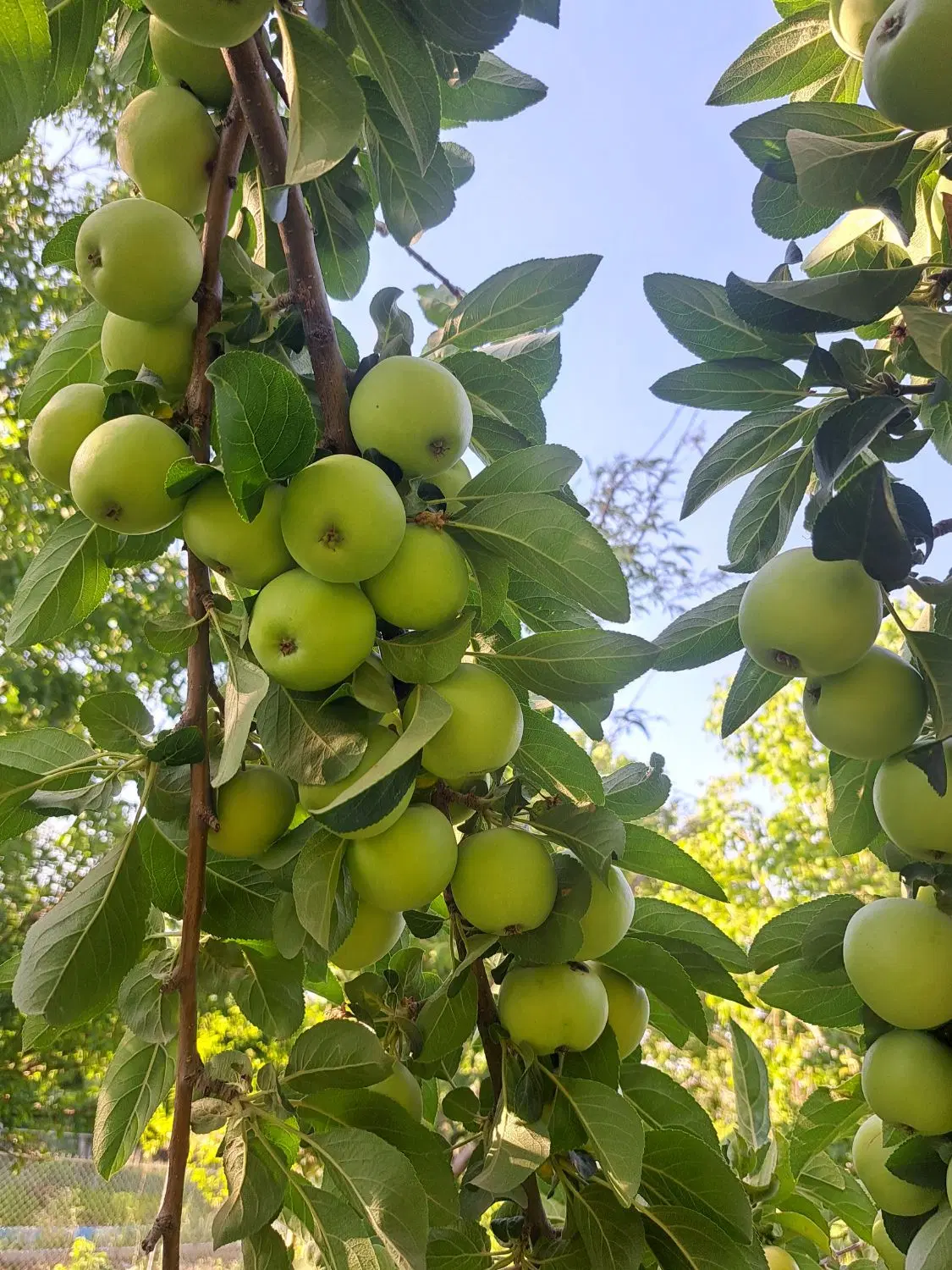فروش باغ درحاشیه رودخانه پل زمانخان شوراب صغیر