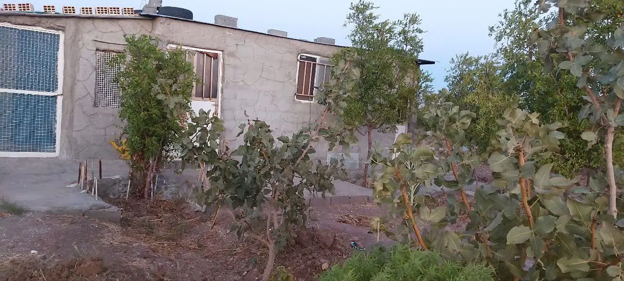 باغ عناب و پسته