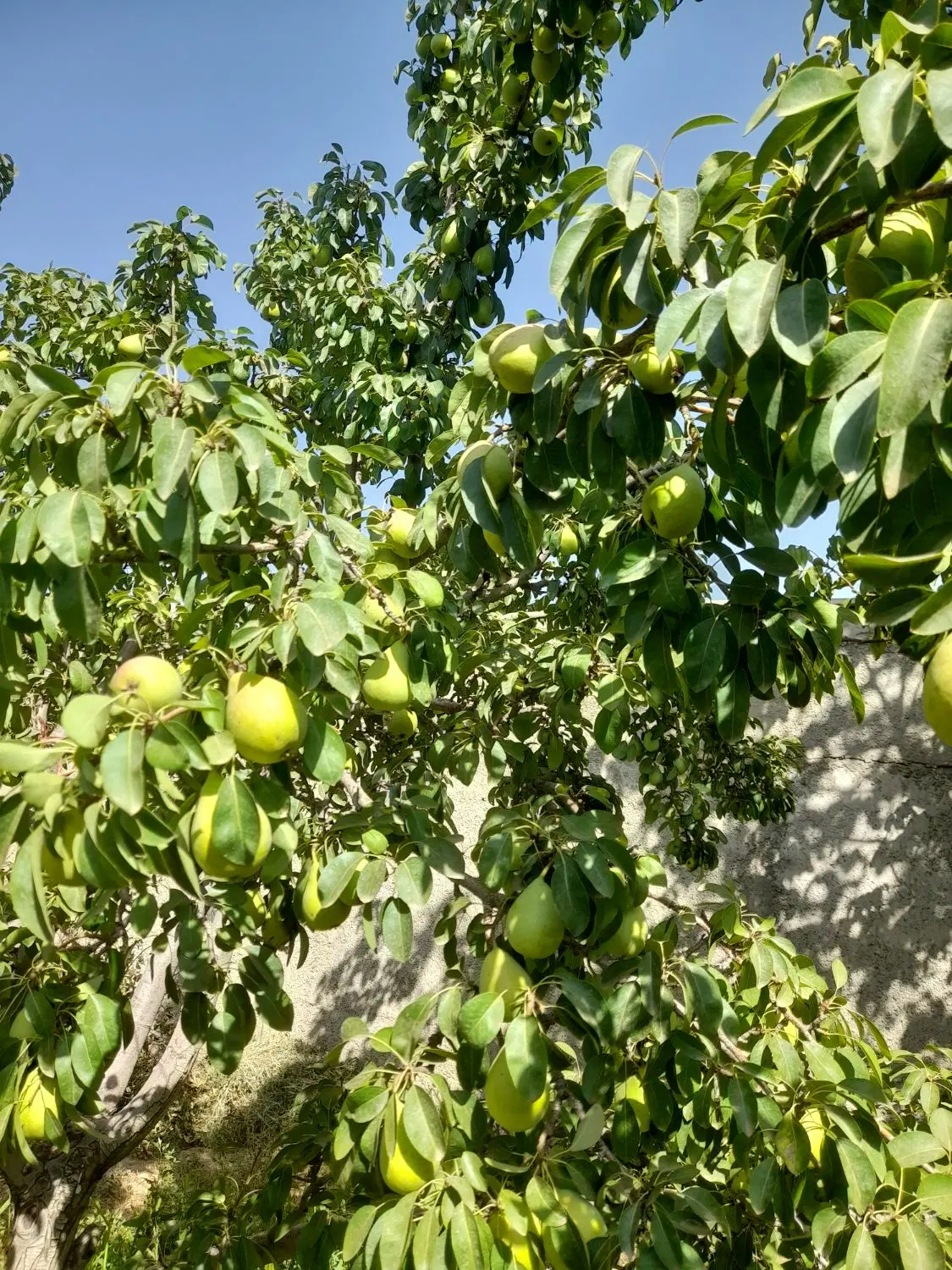 باغ باغچه ویلا