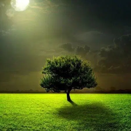 باغ مرق میار