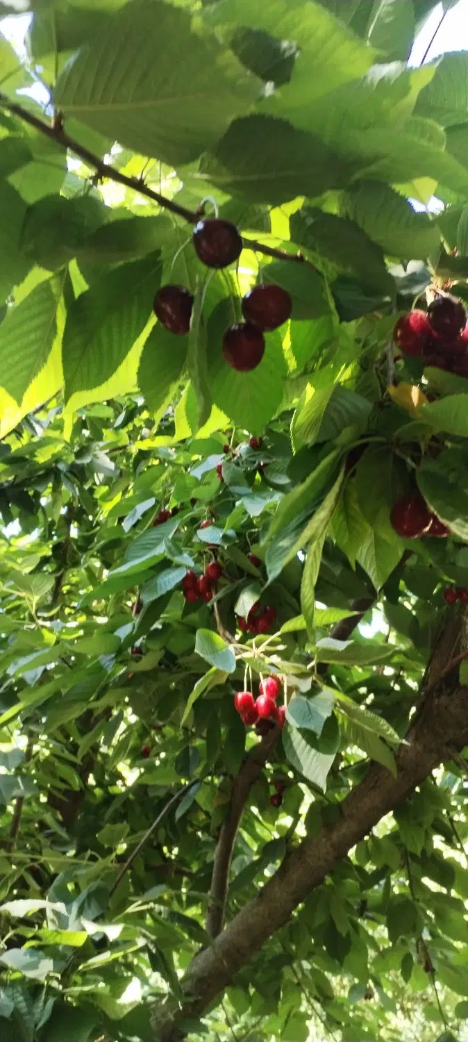 باغ 1000متری اصغراباد