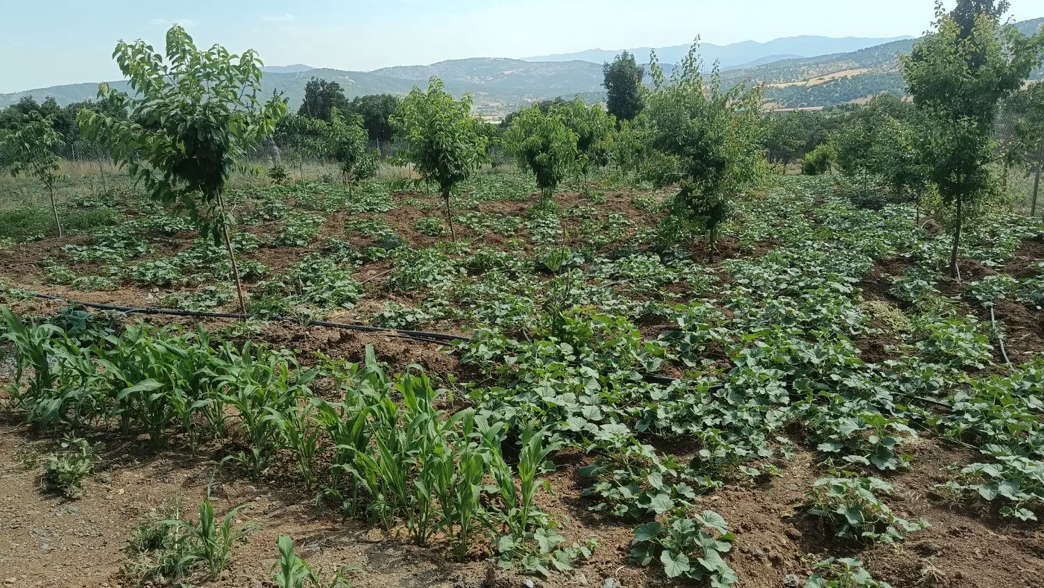 خانه باغ میراباد