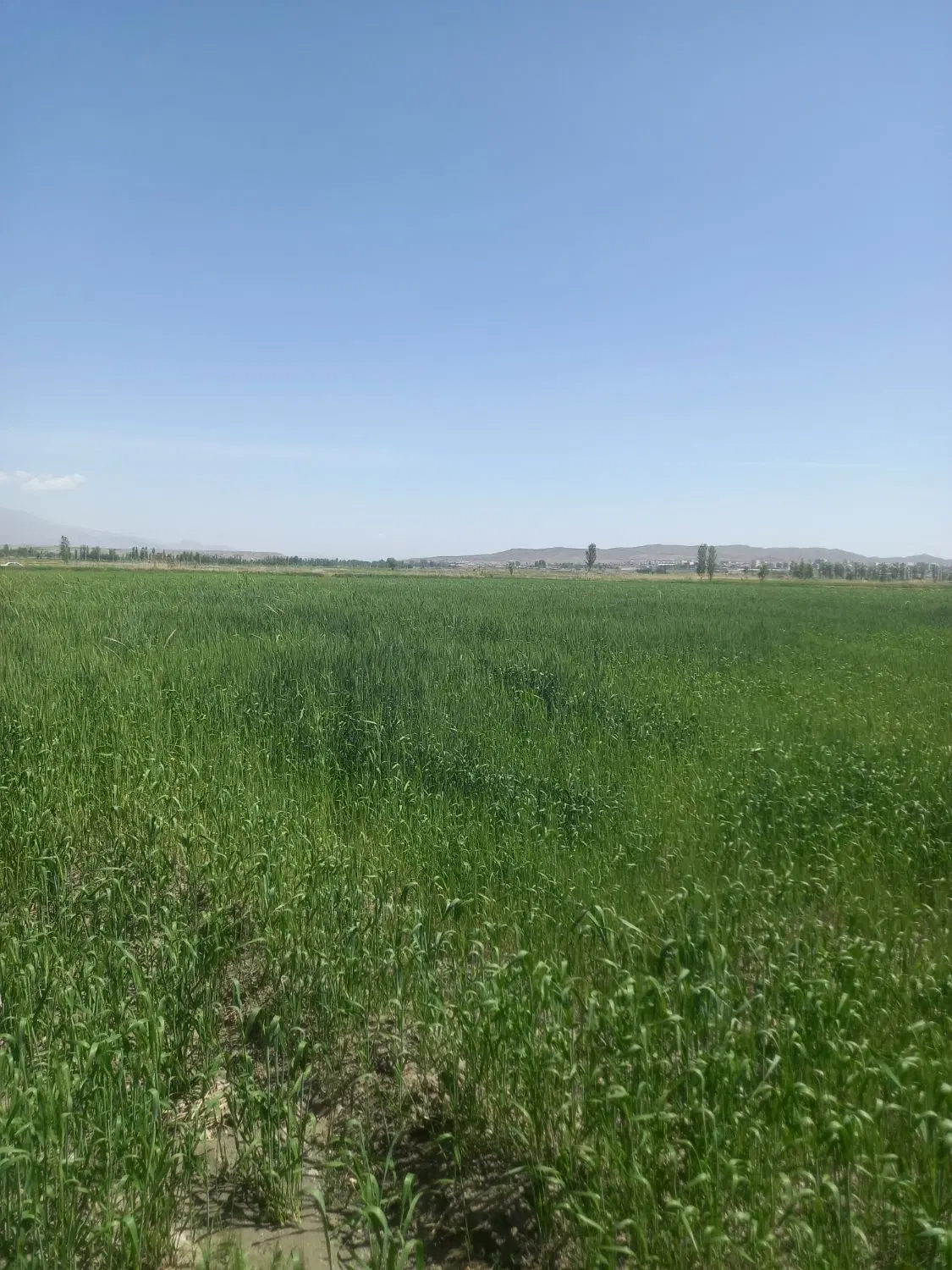ده هزارمترمربع زمین واقع درروستا