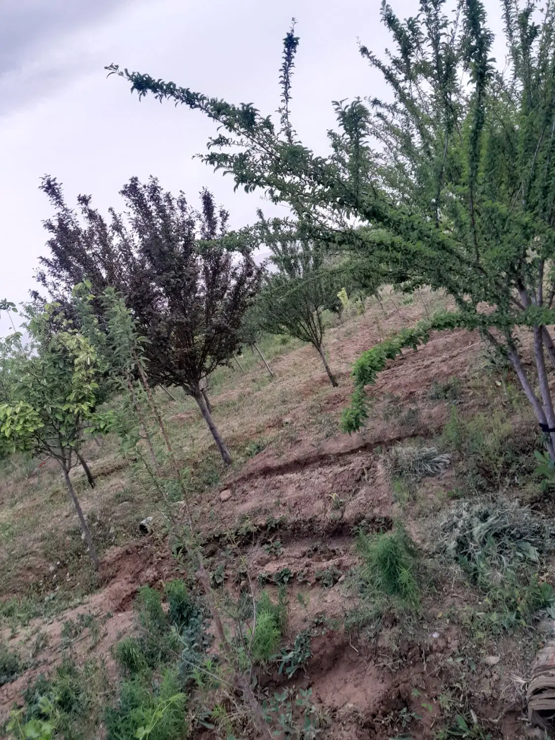 باغ‌.بادرخت‌وخونه‌‌‌استخر‌‌فنس‌بااب‌