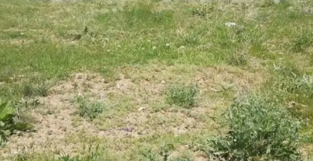 زمین داخل بافت آماده ساخت